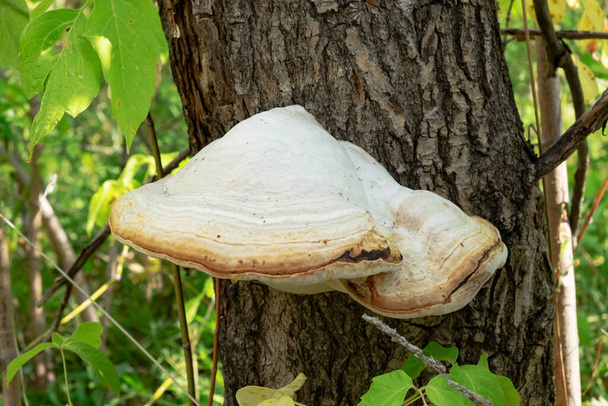 Maulbeerpilz auf einem Baumstamm. Chaga-Pilz zwischen grünen Blättern - Foto, Bild