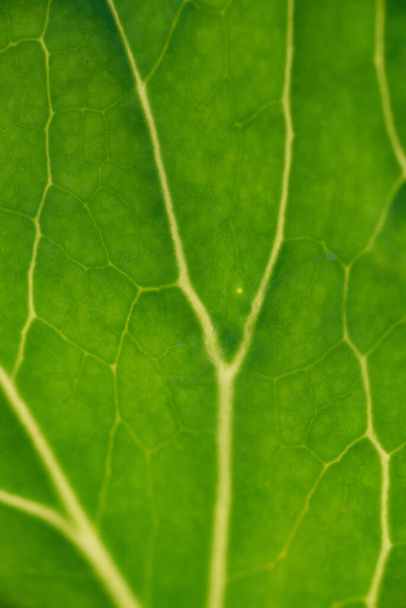 Крупним планом тло. Зелений лист капусти підсвічуванням зі стрічками і отворами, з'їденими комахами
. - Фото, зображення