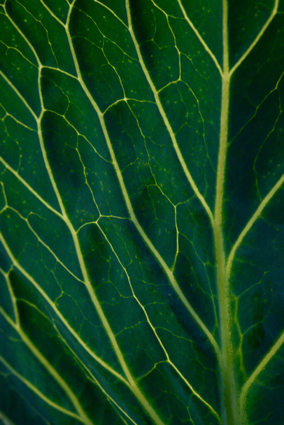 バックグラウンドを閉めろ。虫に食べられる茎や穴をバックライトにキャベツの緑の葉. - 写真・画像
