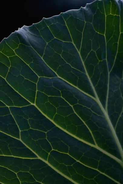 Close up background. Green leaf of cabbage in the backlight with streaks and holes eaten by insects. - Foto, imagen