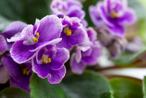 Macrophotography of blossoming african violet flower  saintpaulia  in lilac purple colors. - Foto, Imagem