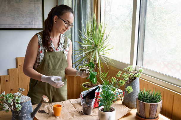 Egy nő orchideát ültet egy másik edénybe az asztalon, növényekről és házi virágokról gondoskodik. Házi kertészet. - Fotó, kép