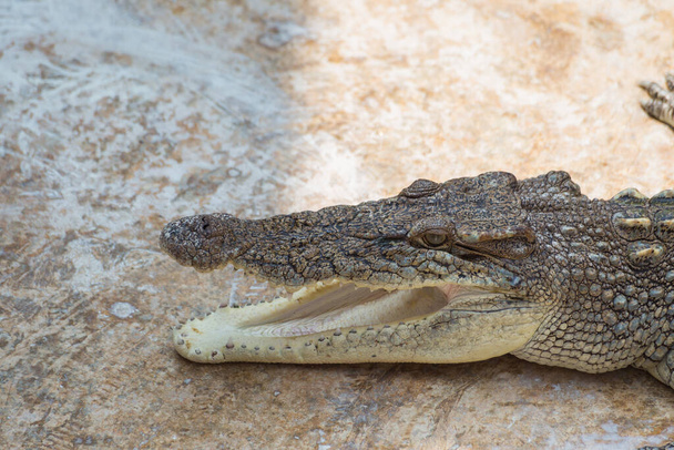 Krokodil auf dem Zementboden - Foto, Bild