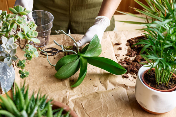 女性の手は、テーブルの上の別の鍋に蘭を移植し、腐った根を切り取り、植物や家庭の花を世話します。家庭菜園. - 写真・画像