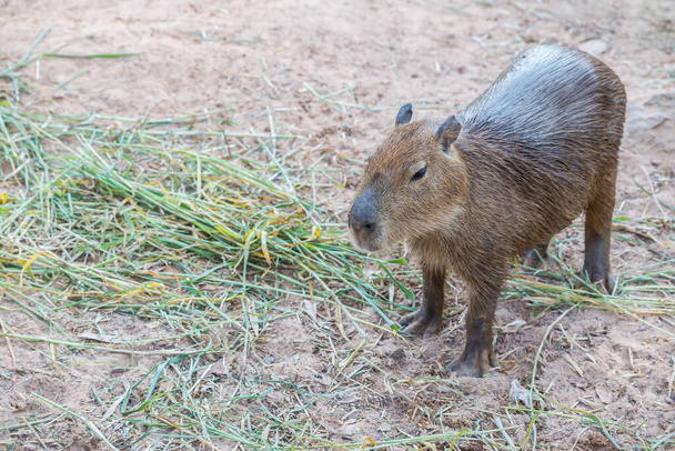 Capybara (hydrochoerus hydrochaeris) standing on the ground - Photo, Image
