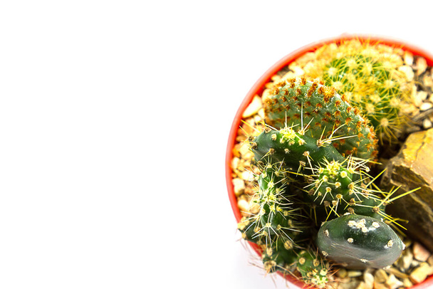 mały kaktusowiec w doniczce na białym tle - Zdjęcie, obraz