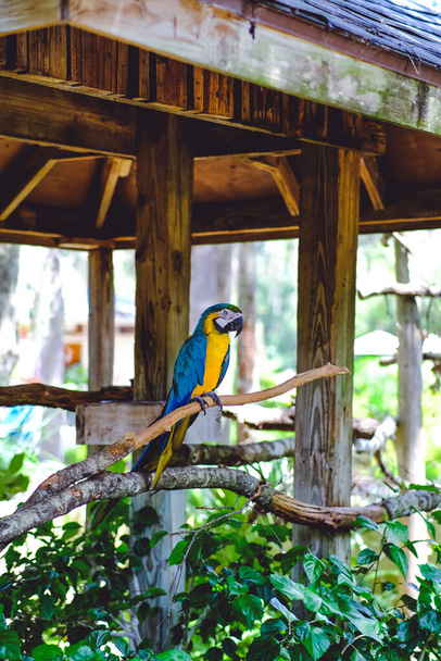 A selective of ara ararauna also known as Blue and Yellow Macaw - Foto, Imagen