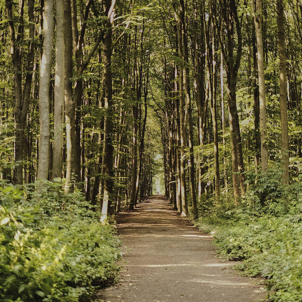 Egy gyönyörű ösvény vezet a sűrű erdőbe. - Fotó, kép