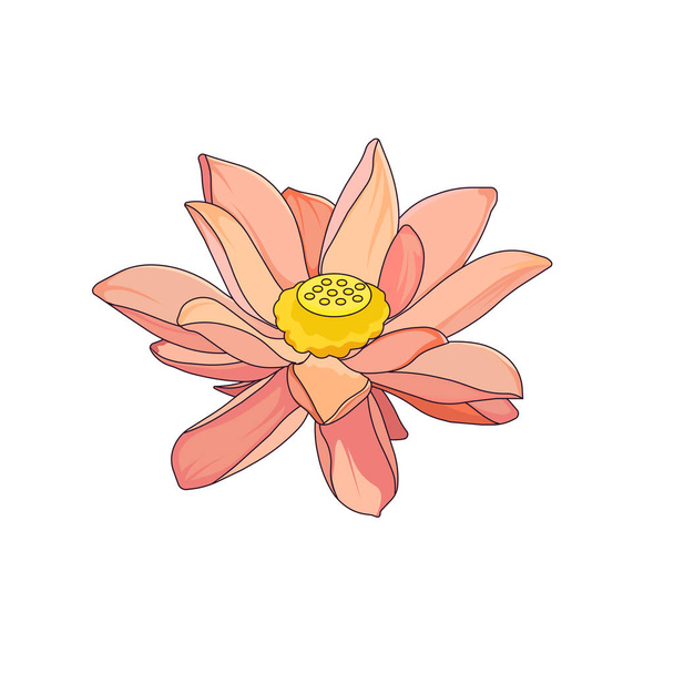Beautiful Asian Water Lily on white isolated background, vector Lotus with pink petals in Cartoon design style for prints, patterns, stickers, postcards, icons for social media, apps and websites. - Vecteur, image
