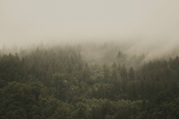 Гарний знімок густого лісу в туманний день
 - Фото, зображення
