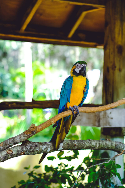 Un selectivo de ara ararauna también conocido como guacamayo azul y amarillo - Foto, Imagen