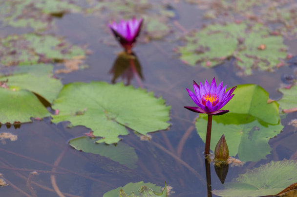 Pink lotus flower blooming ,Water Lilies flower focus on the middle in the pond - Photo, Image