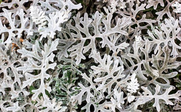 Silver ragwort Plant Jacobaea maritima é uma espécie de planta perene do gênero Jacobaea, pertencente à família Asteraceae. - Foto, Imagem