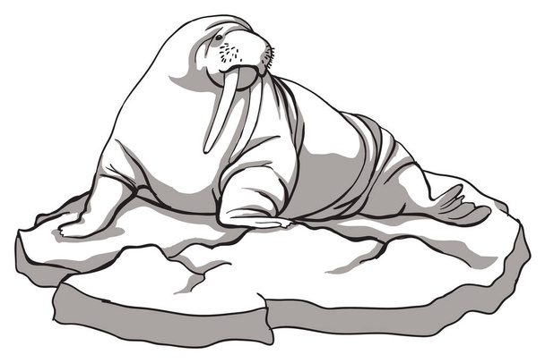 Gros morse sur une banquise, noir et blanc, animaux du nord - Vecteur, image