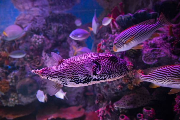 Eläintarhan akvaariossa meressä, meressä, joissa ja järvissä elävät luonnonvaraiset merieläimet - Valokuva, kuva