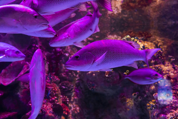 In the zoo aquarium, wild sea creatures living in the ocean, sea, rivers and lakes - Photo, Image