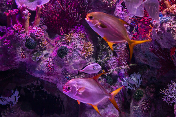 Nell'acquario dello zoo, creature marine selvatiche che vivono nell'oceano, mare, fiumi e laghi - Foto, immagini