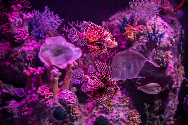 В зоопарке аквариум, дикие морские существа, живущие в океане, море, реки и озера - Фото, изображение