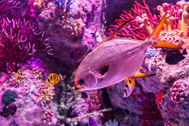 In the zoo aquarium, wild sea creatures living in the ocean, sea, rivers and lakes - Photo, Image