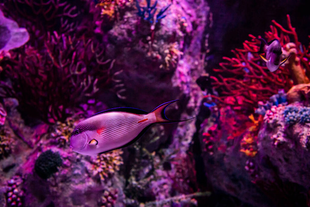Az állatkerti akváriumban az óceánban, tengerben, folyókban és tavakban élő vadon élő tengeri élőlények - Fotó, kép