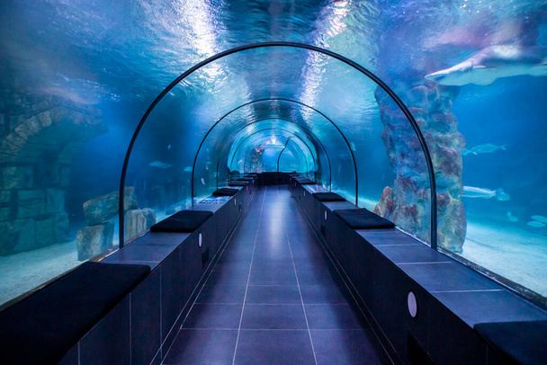 Fish Blue Aquarium underwater tunnel, December 02, 2019, istanbul, Turkey - Photo, Image