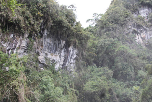 Cloud forest in the mountains in center of Colombia - Zdjęcie, obraz
