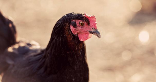 Closeup of a hen in a farmyard (Gallus gallus domesticus) - Photo, Image