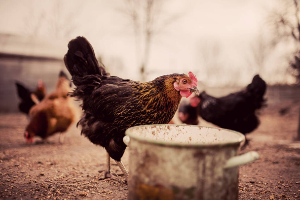 Gros plan d'une poule dans une ferme (Gallus gallus domesticus
) - Photo, image