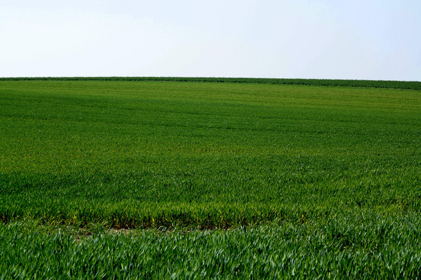 Green field at country side - Fotoğraf, Görsel