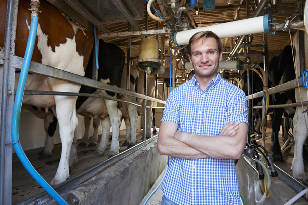 Porträt eines Bauern mit Rindern im Melkstand - Foto, Bild