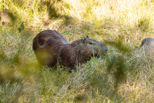 Brasilianischer Wasserschwein (Capybara) in Ihrem natürlichen Lebensraum.  - Foto, Bild