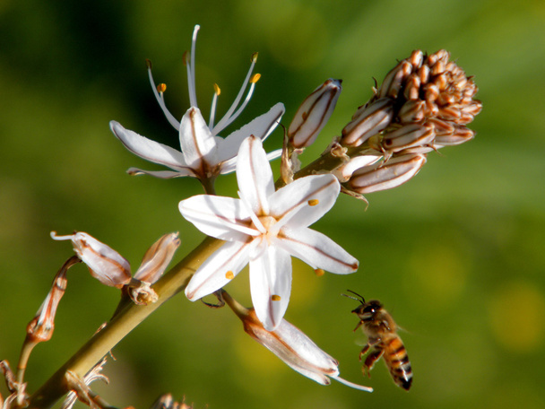 Shoham asphodelus és a méh 2011 - Fotó, kép