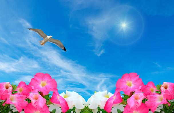gull and flowers - Photo, Image