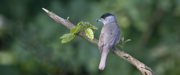 Bird Blackcap is a deft insect catcher. - Photo, Image