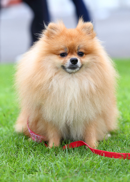 Niedliches Haustier, pommerscher Pflegehund, der zu Hause auf grünem Gras sitzt - Foto, Bild
