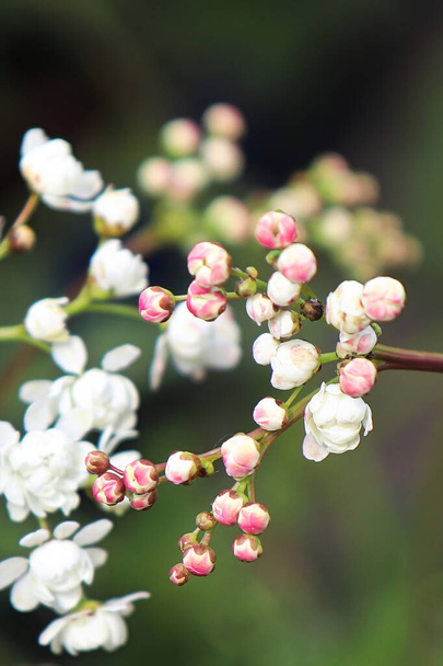 Macro weergave van witte en roze bloemen op een dropwort - Foto, afbeelding
