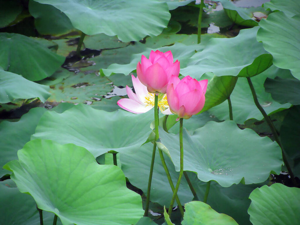 Lotusblüten und Lotusfrüchte zwischen grünen Blättern auf einem Teich. Hochwertiges Foto - Foto, Bild