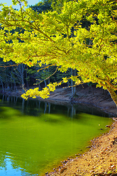 Green leaves over green water - Photo, Image