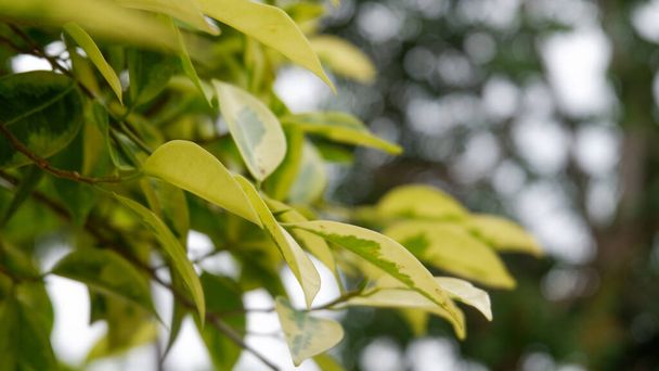 A closeup shot of a blooming plant's leaves - Zdjęcie, obraz