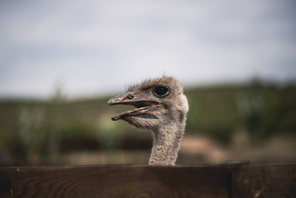 A portrait of an Asiatic ostrich behind a wooden fence - Fotografie, Obrázek