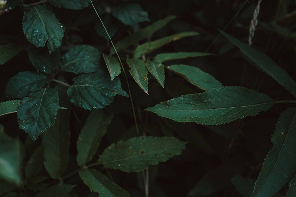 A selective focus shot of green leaves - Zdjęcie, obraz