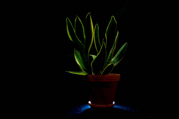 A closeup of a green plant in a pot emitting dim light in a pitch-black room - Photo, image