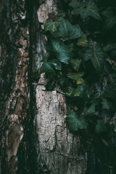 A vertical shot of ivy on a trunk - Valokuva, kuva