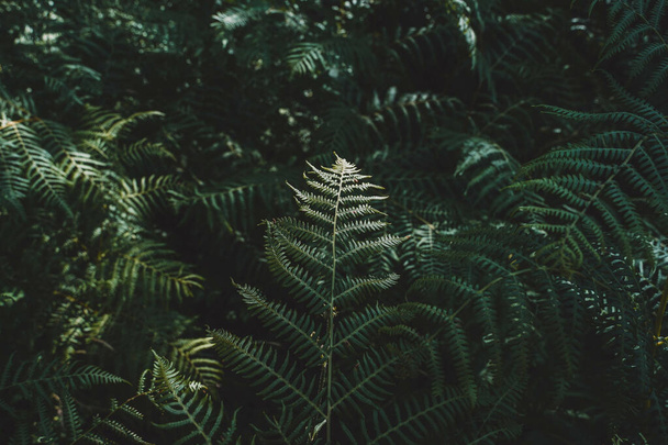 A selective fo shot of green ferns in a garden - Foto, Bild