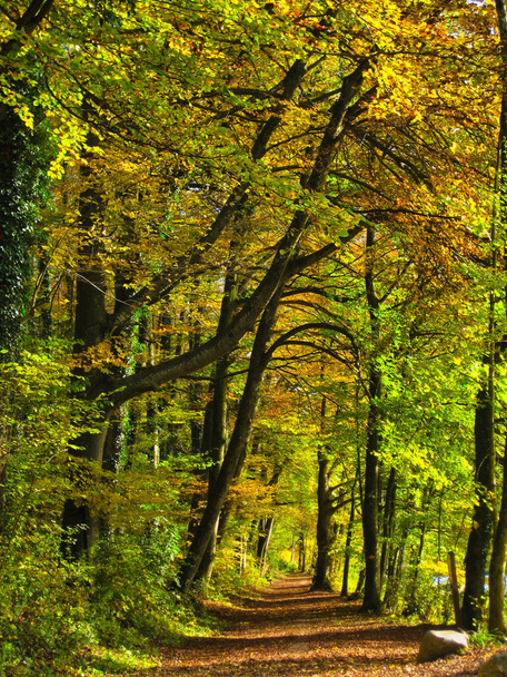 A vertical shot of a path surrounded by colorful autumn trees in the forest - Fotoğraf, Görsel