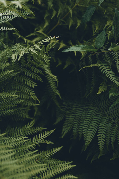 A vertical shot of green ferns in a garden - 写真・画像