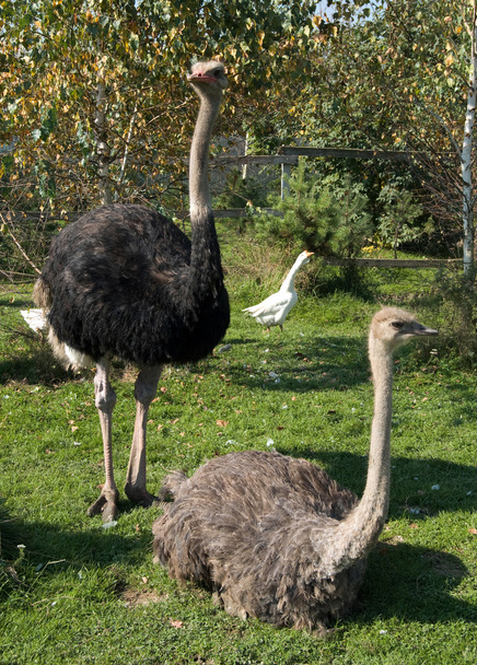 struisvogels zijn op een boerderij - Foto, afbeelding