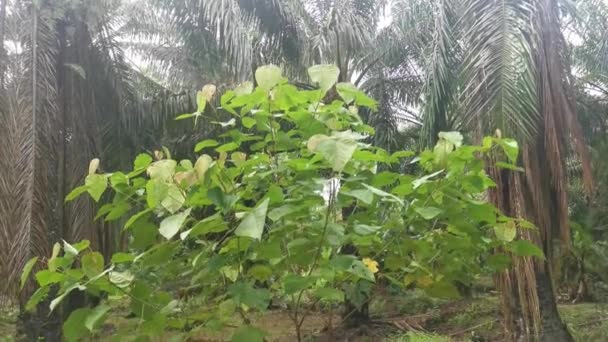 wild Macaranga tanarius tree plant in the plantation. - Footage, Video