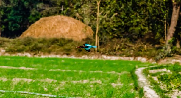 A Kingfisher repül a termőföld felett disszidált háttér - madarak repülési koncepció - Fotó, kép