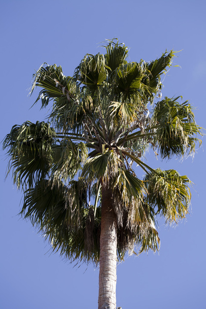 Single green palm tree against blue sky - Foto, Bild